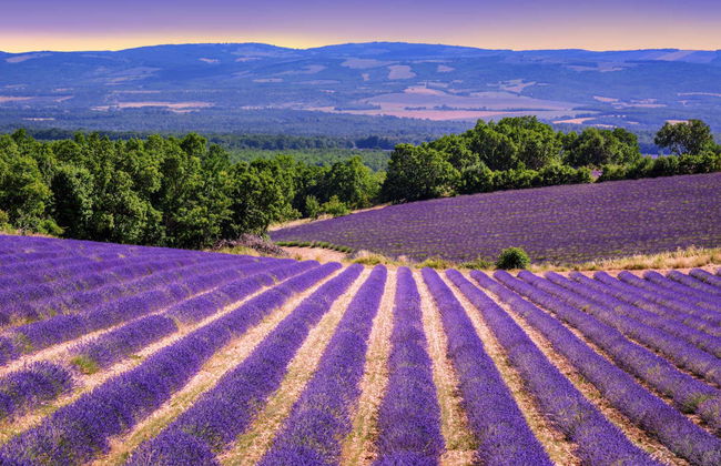 Tour de la lavanda por Sault - Foto 4