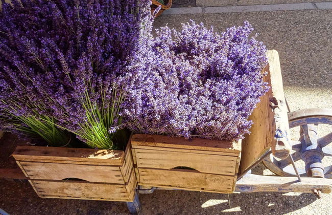 Tour de la lavanda por Sault - Foto 6