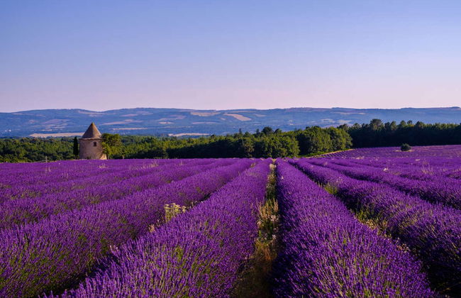 Tour de la lavanda por Sault - Foto 1