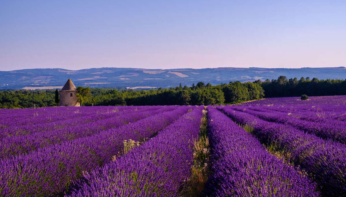 Tour de la lavanda por Sault - Foto 1