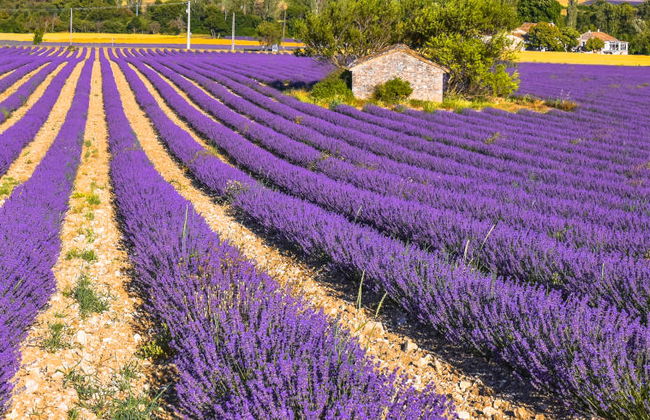 Sault Lavender Fields - Photo 2