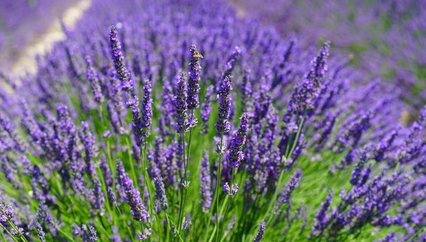 Excursão aos campos de lavanda por Valensole e Moustiers-Sainte-Marie - Foto 4