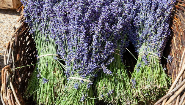 Tour de la lavanda por Sault - Foto 5