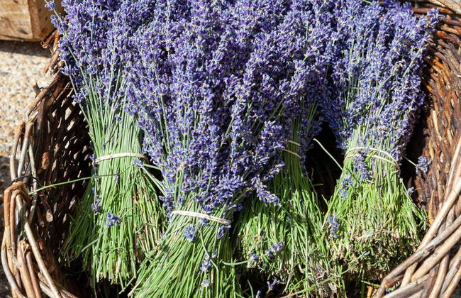 Tour de la lavanda por Sault - Foto 5