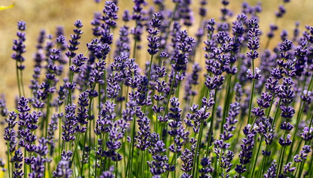 Tour de la lavanda por Sault - Foto 3