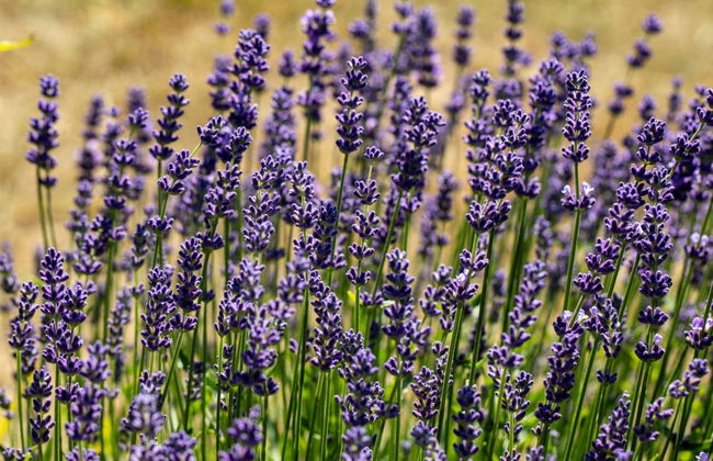 Tour de la lavanda por Sault - Foto 3