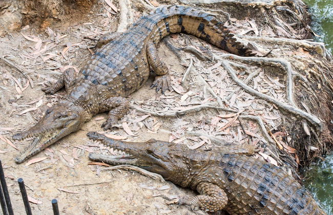 Excursión a Hartley's Crocodile Adventures - Foto 1