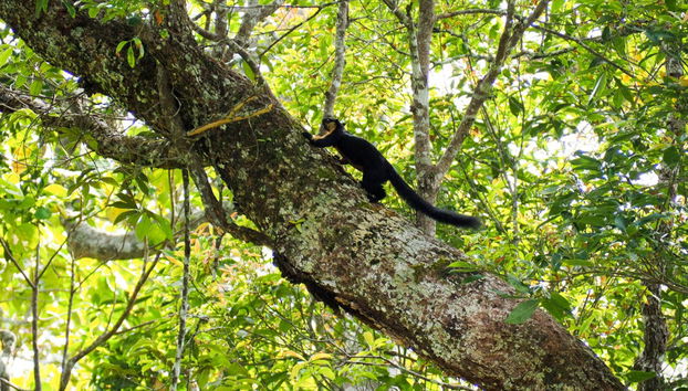 The Habitat Penang Hill Private Tour - Foto 4