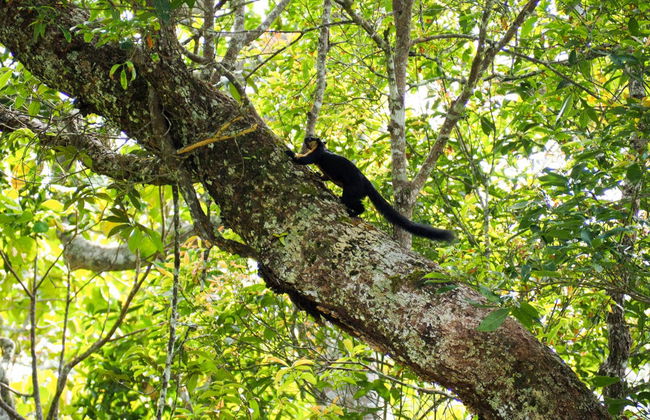 Excursion privée à The Habitat Penang Hill - Photo 4