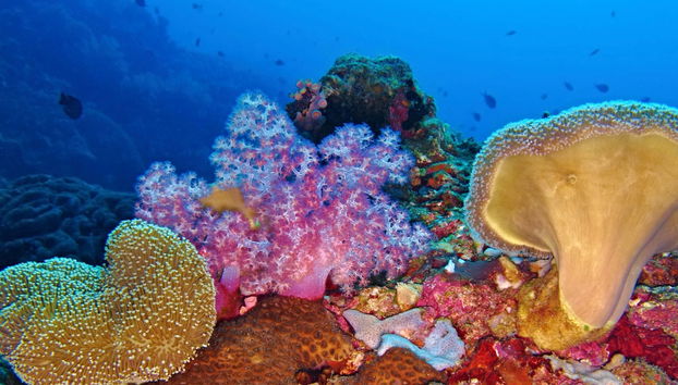 Buceo en Moalboal - Foto 3