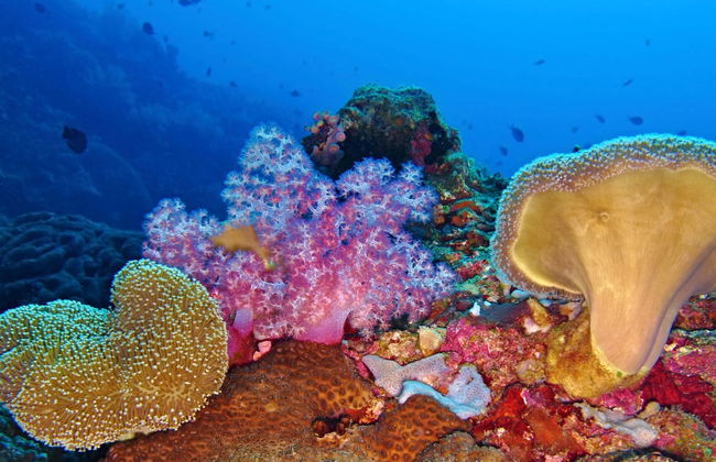 Buceo en Moalboal - Foto 3