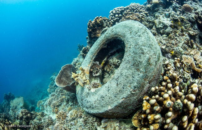 Plongée à Moalboal - Photo 6