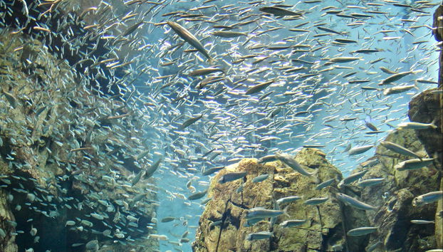 Scuba Diving in Ölüdeniz - Photo 3