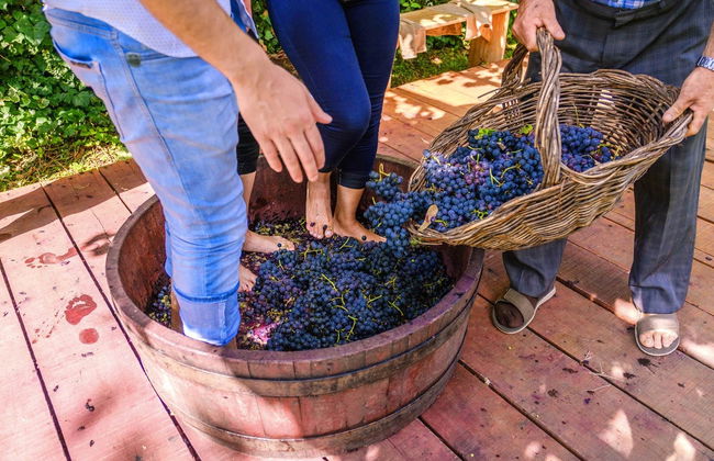 Visita di mezza giornata di un'azienda vinicola - Foto 3