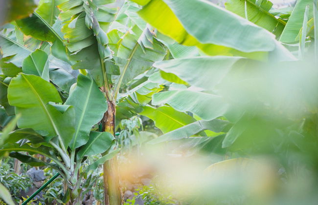 Ethnographic Park of La Gomera Ticket - Foto 6