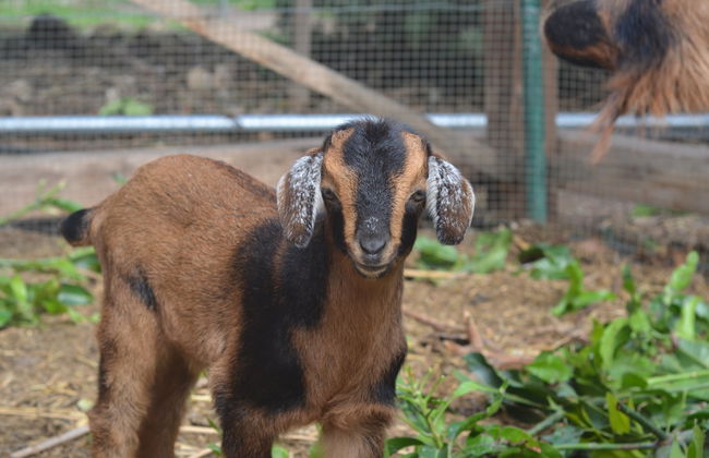 Ethnographic Park of La Gomera Ticket - Foto 7