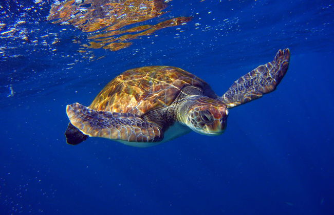 Las Galletas Beginners Scuba Diving Lesson - Foto 2