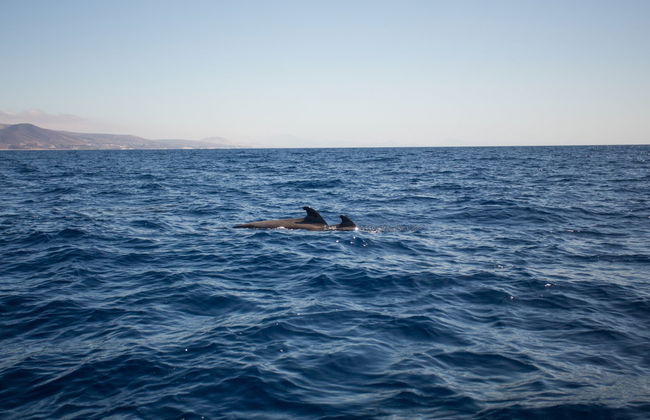 Fuerteventura Dolphin & Whale Watching by Speedboat + Snorkel - Foto 6