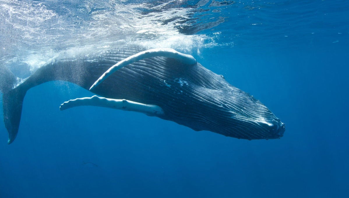 Whale Watching in Samaná + El Limón Waterfall - Foto 1