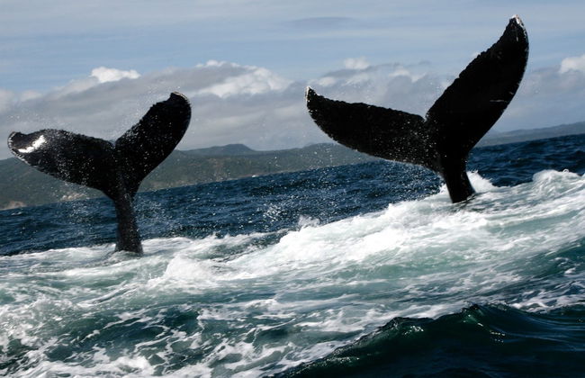 Whale Watching in Samaná + El Limón Waterfall - Foto 2