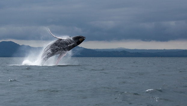 Whale Watching in Samaná + El Limón Waterfall - Foto 5