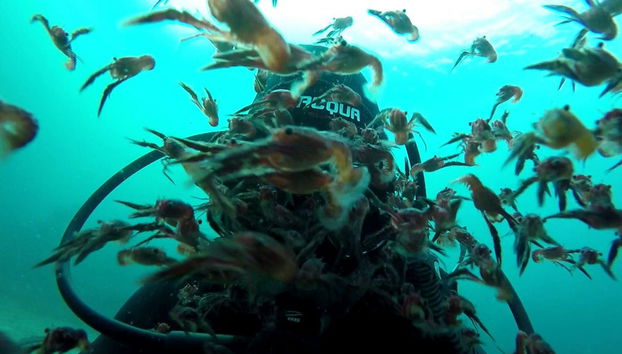 Diving in Puerto Madryn - Foto 2