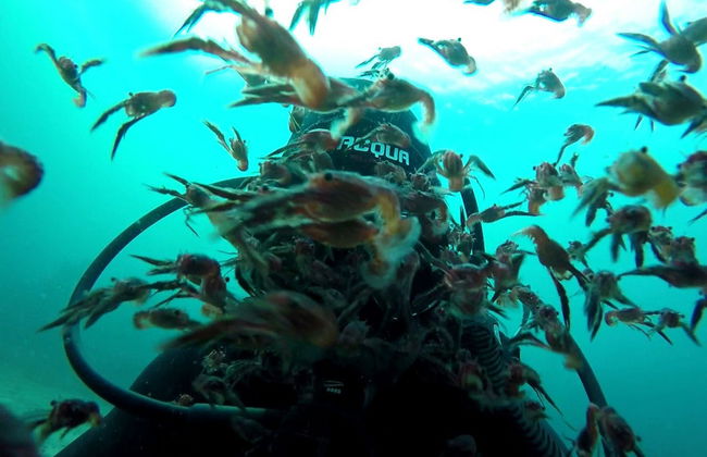 Plongée à Puerto Madryn - Photo 2