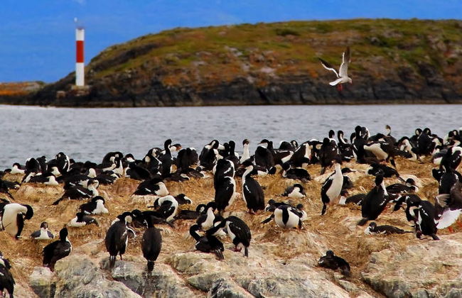 Paseo en yate por el Canal Beagle + Trekking por isla Bridges - Foto 5