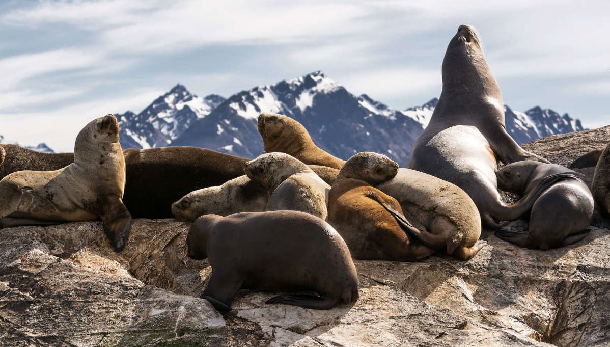 Paseo en yate por el Canal Beagle + Trekking por isla Bridges - Foto 1
