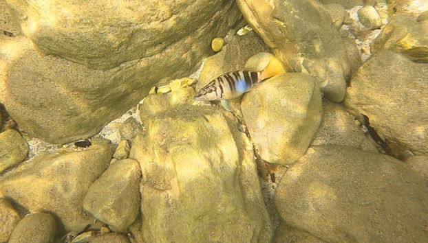 Calp Snorkelling Activity - Photo 5