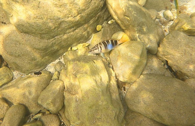 Calp Snorkelling Activity - Foto 5