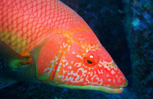 Beginners Scuba Diving in Garajau - Foto 4