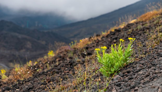 Excursion en 4x4 à l'Etna et aux Gorges d'Alcantara - Photo 5