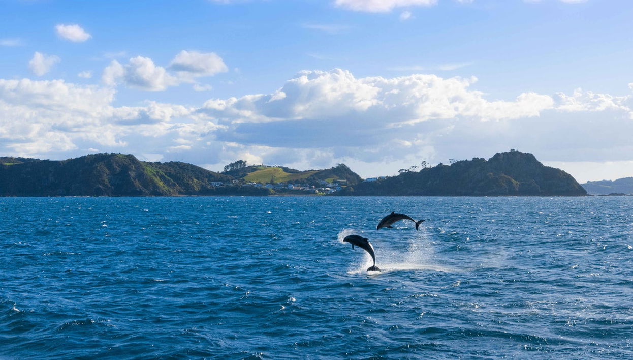 Bay of Islands Day Trip - Foto 1