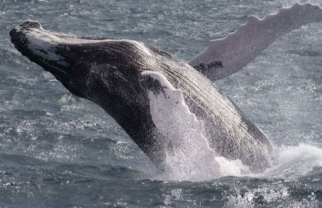 Whale Watching + Cayo Levantado Day Trip - Photo 5