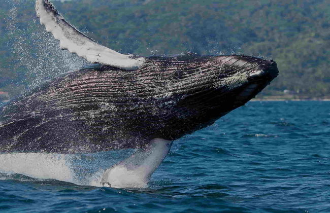 Whale Watching + Cayo Levantado Day Trip - Photo 8