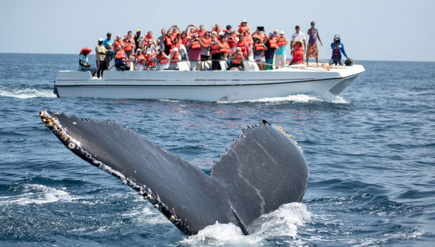 Private Whale-Watching Tour - Photo 2