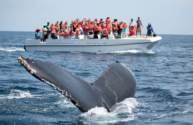 Tour privado de avistamiento de ballenas - Foto 2