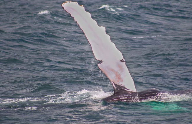 Whale Watching + Cayo Levantado Day Trip - Photo 6