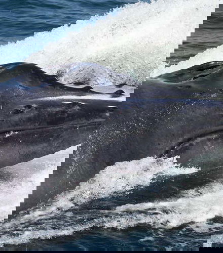 Foto - Avistamento de baleias + Cayo Levantado