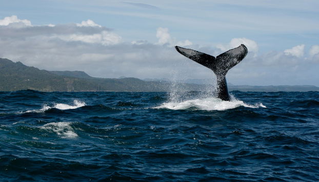 Private Whale-Watching Tour - Photo 3