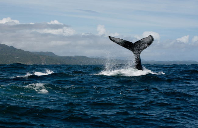 Tour privado de avistamiento de ballenas - Foto 3