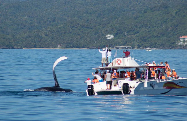 Whale Watching + Cayo Levantado Day Trip - Photo 4
