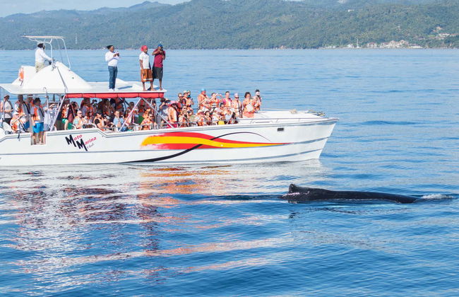 Whale Watching + Cayo Levantado Day Trip - Photo 2