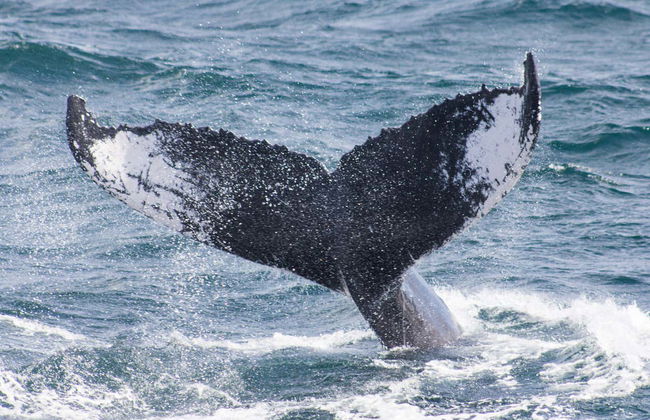 Whale Watching + Cayo Levantado Day Trip - Photo 3