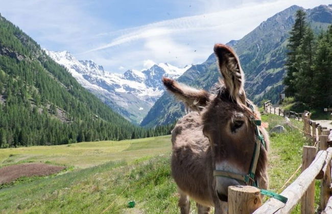 Balade en calèche dans le parc national du Grand Paradis - Photo 2