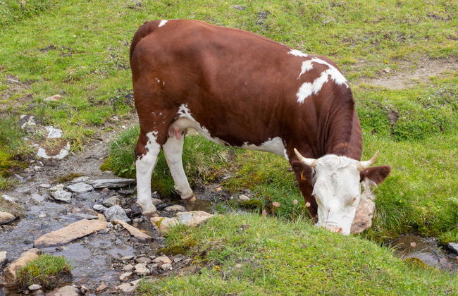 Giro in carrozza nel Parco Nazionale del Gran Paradiso - Foto 5