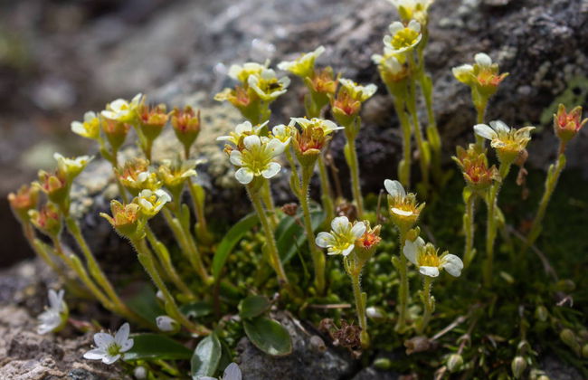 Giro in carrozza nel Parco Nazionale del Gran Paradiso - Foto 4