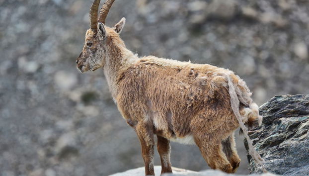 Gran Paradiso National Park Carriage Tour - Foto 3