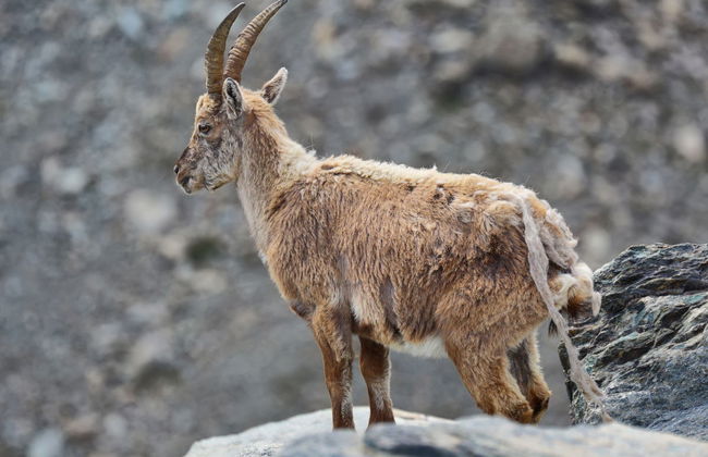Giro in carrozza nel Parco Nazionale del Gran Paradiso - Foto 3